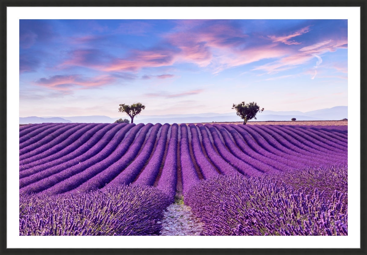 Lavender Field