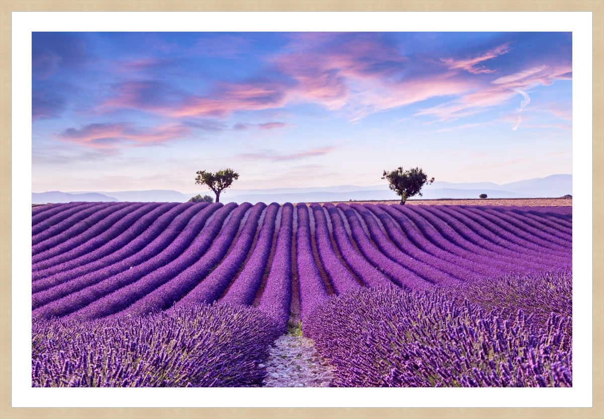 Lavender Field