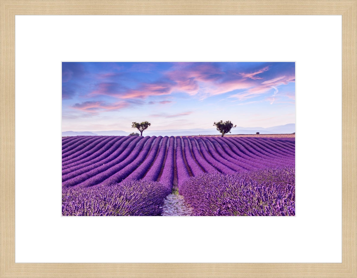 Lavender Field