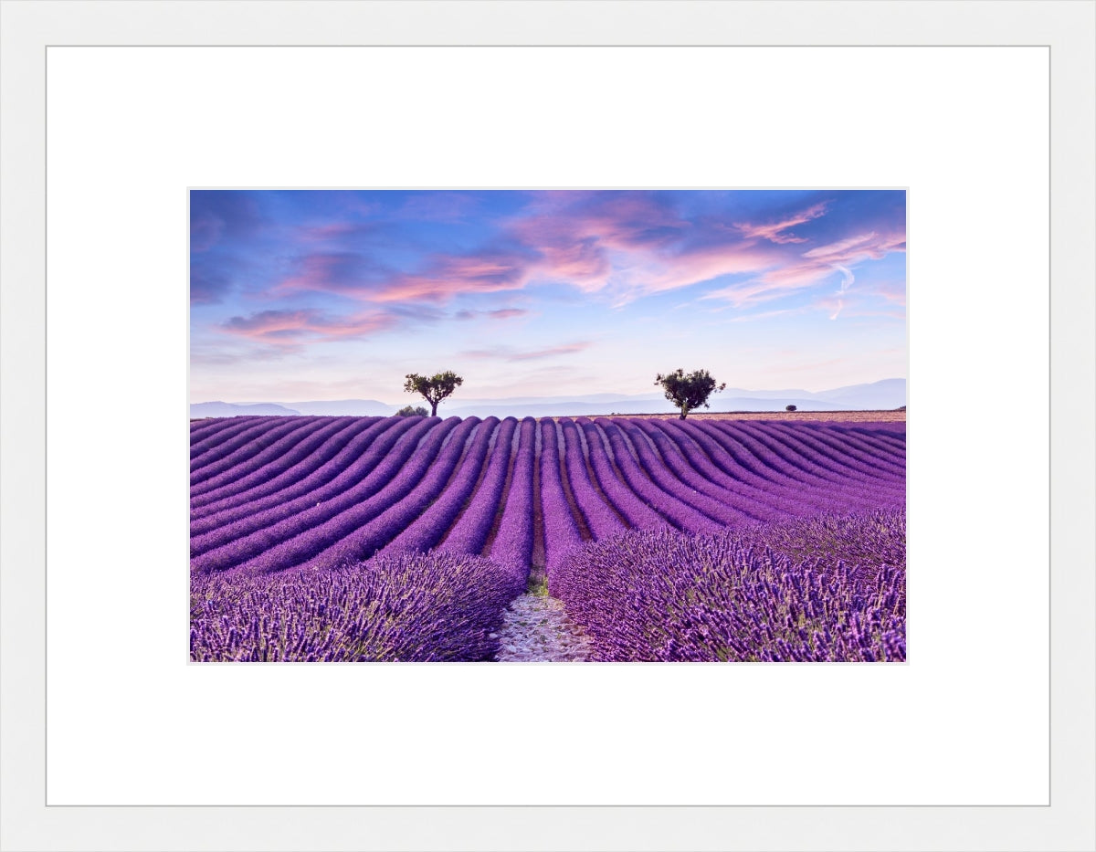 Lavender Field
