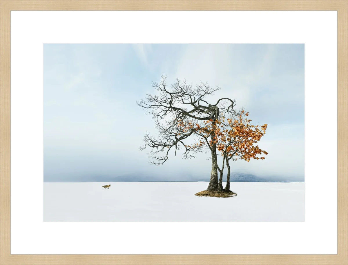 Life in Snow