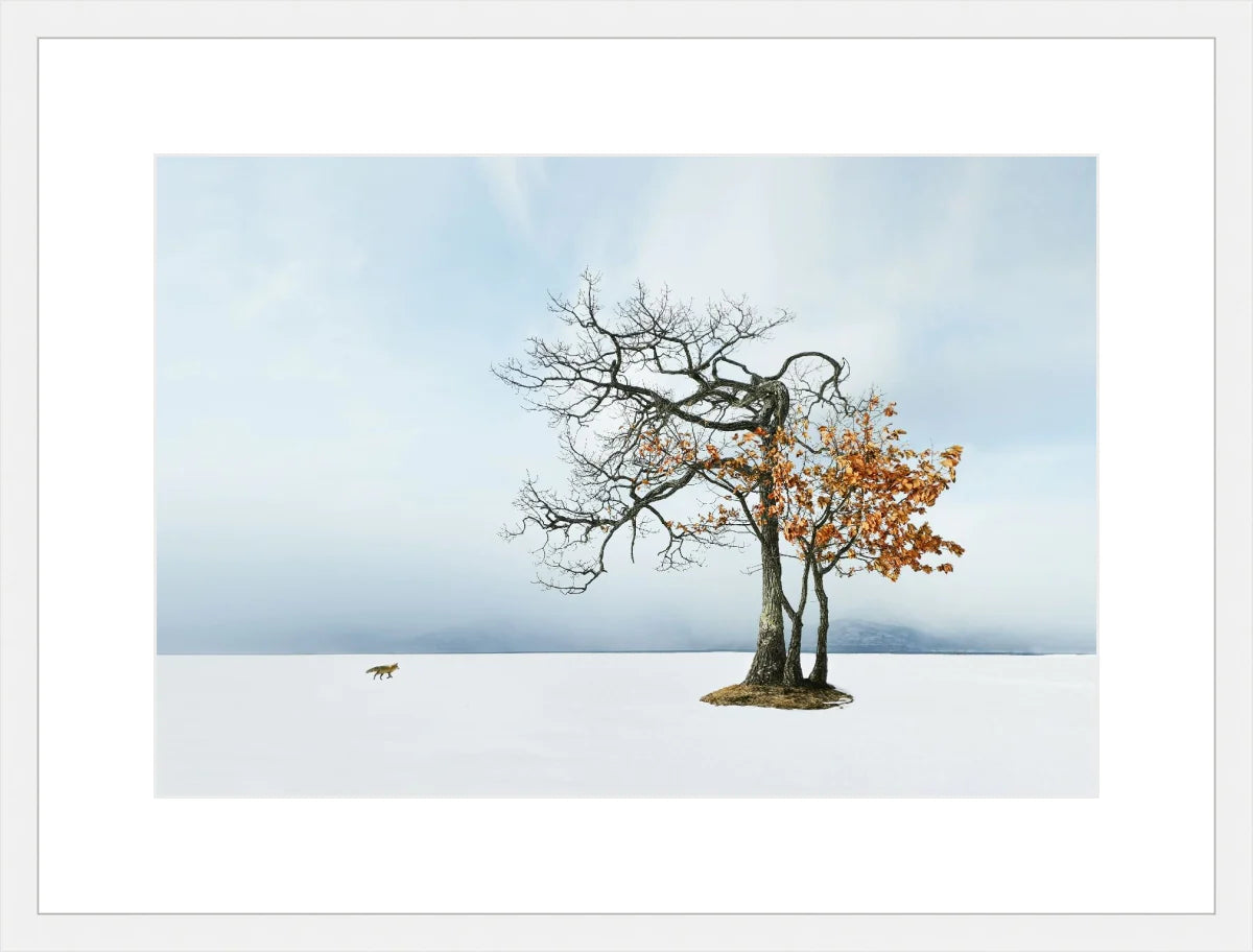 Life in Snow