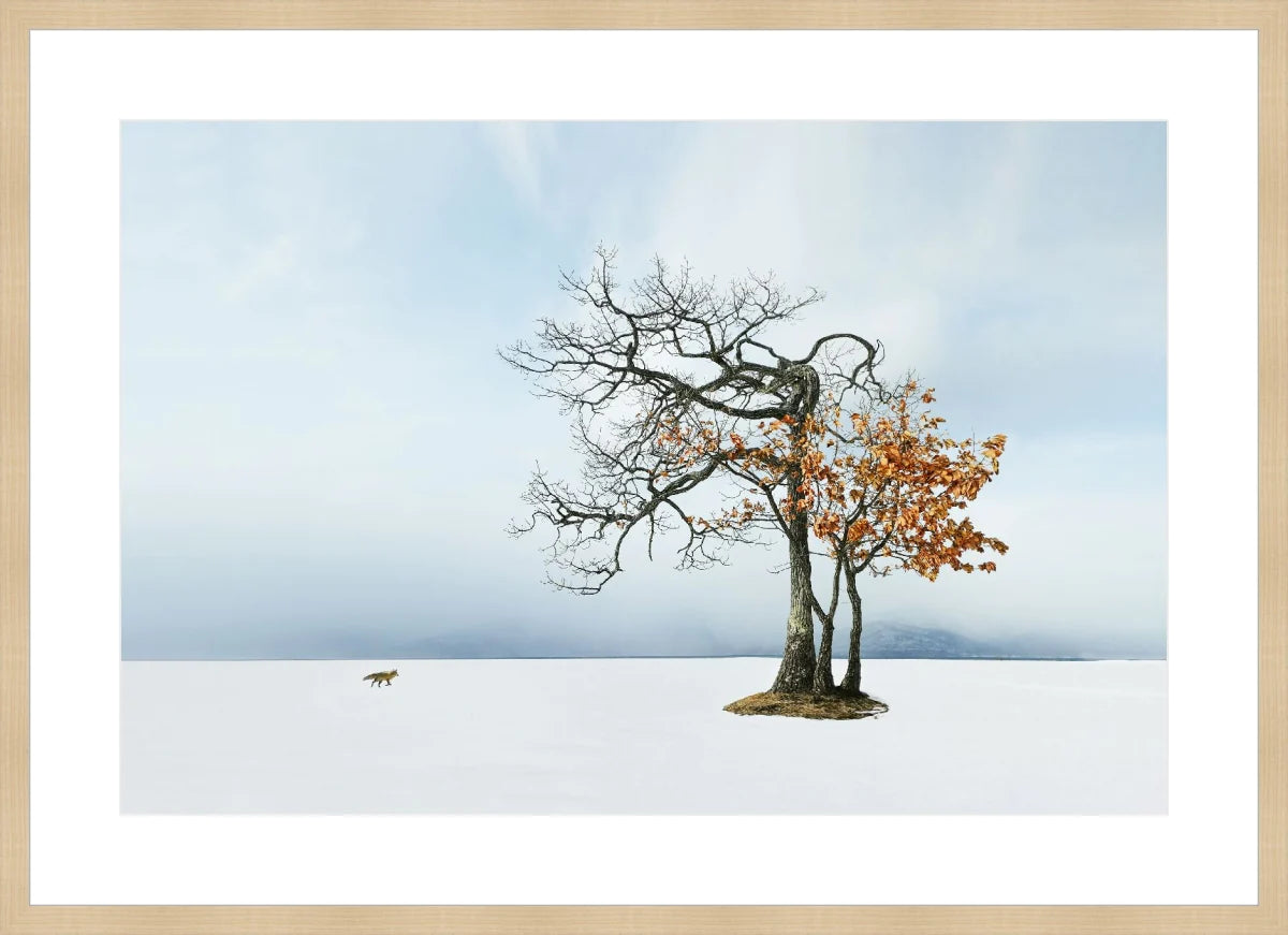 Life in Snow