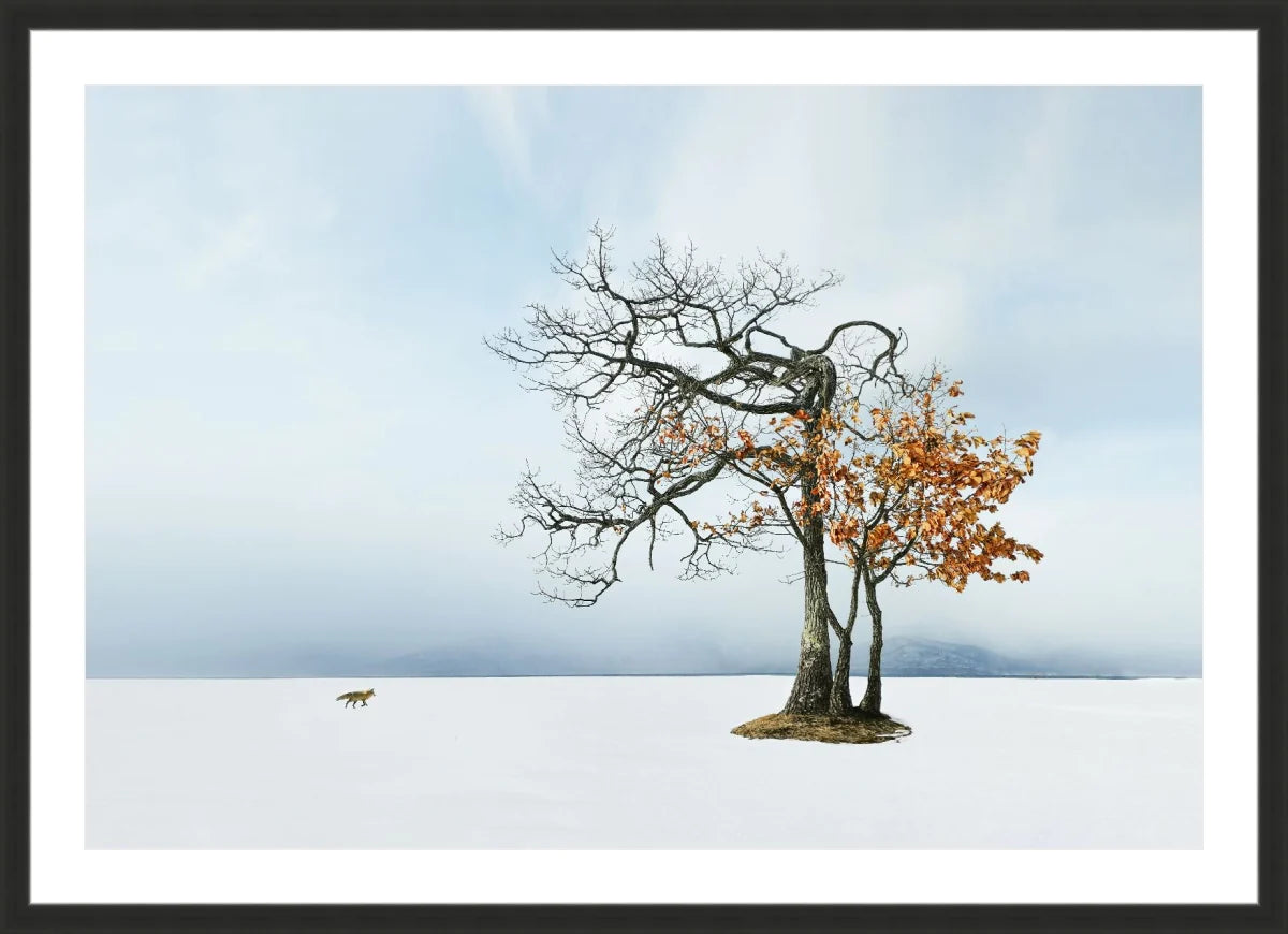 Life in Snow