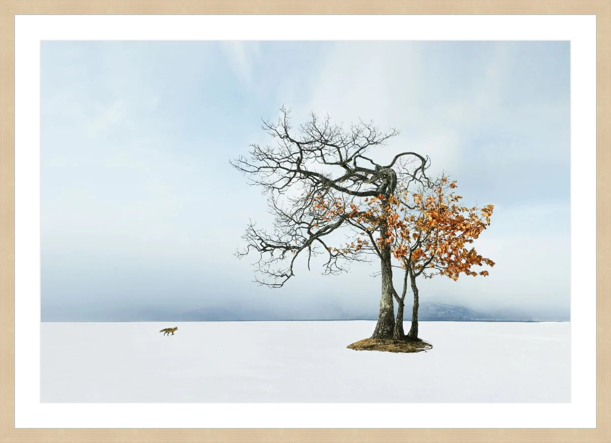 Life in Snow