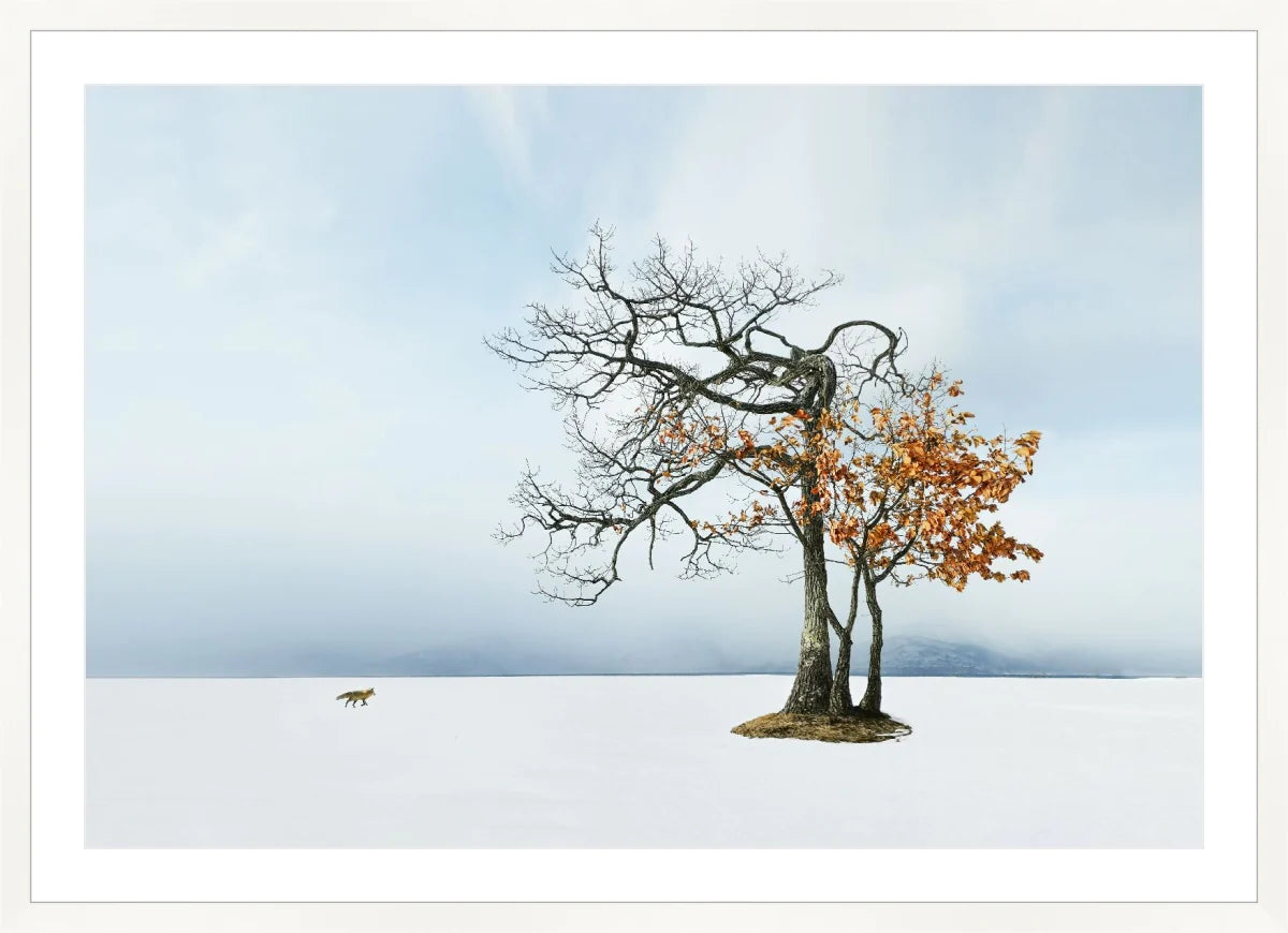 Life in Snow