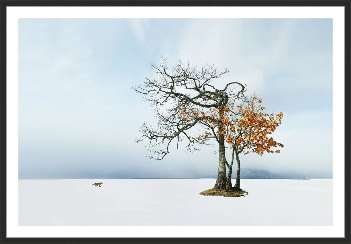 Life in Snow
