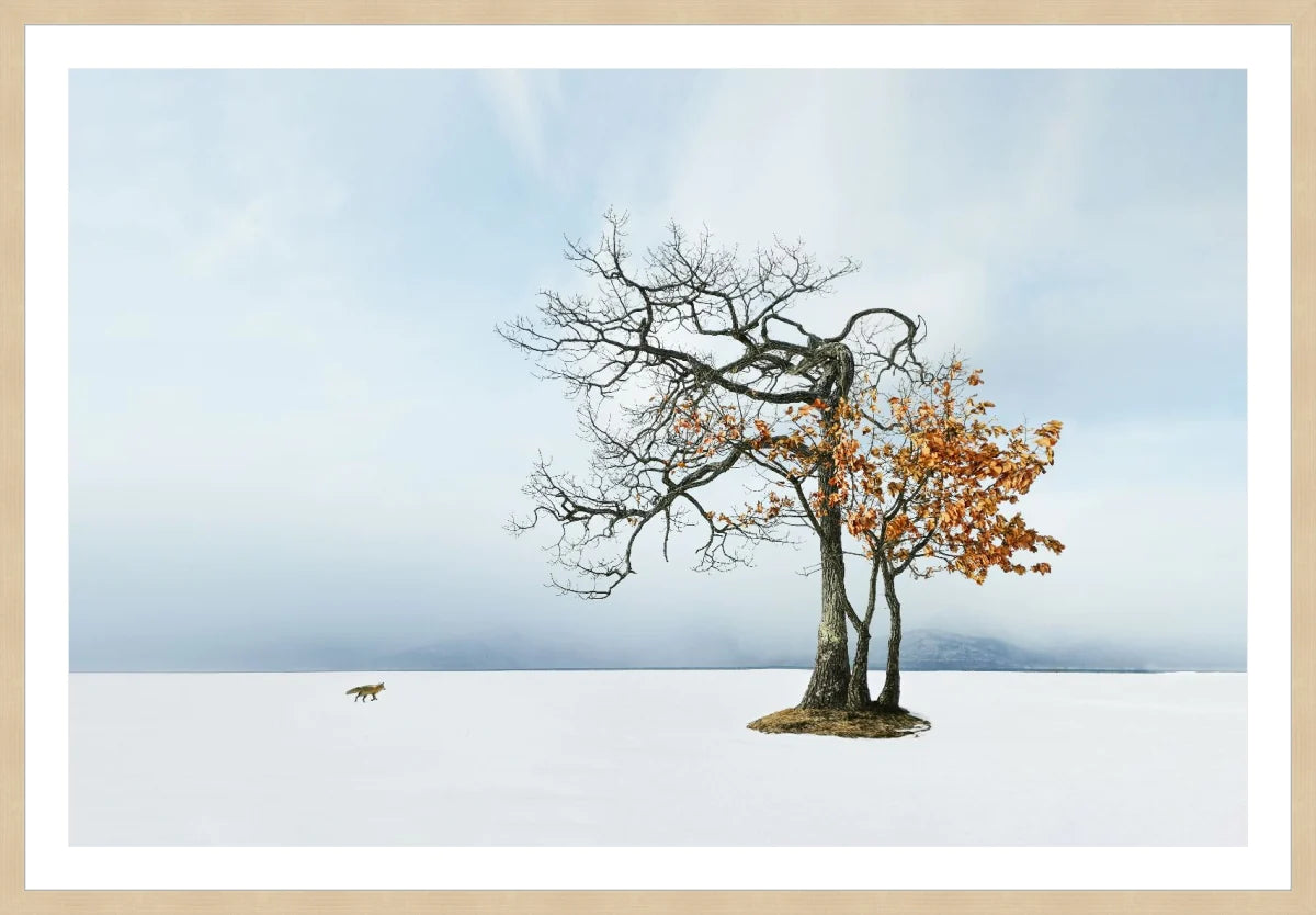 Life in Snow