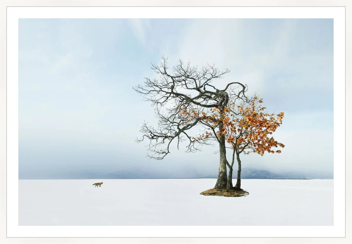 Life in Snow