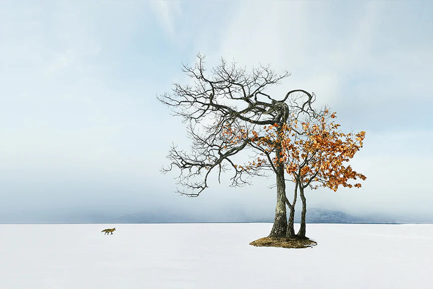 Life in Snow