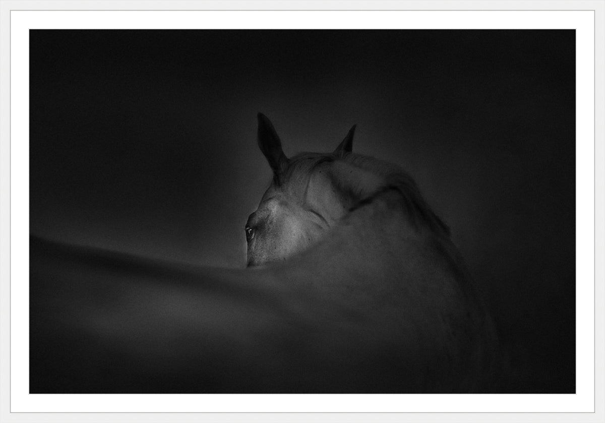 Shadow Grace
