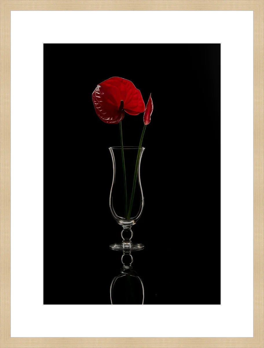 Anthurium