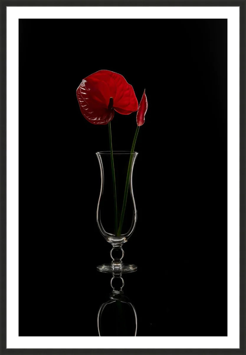 Anthurium