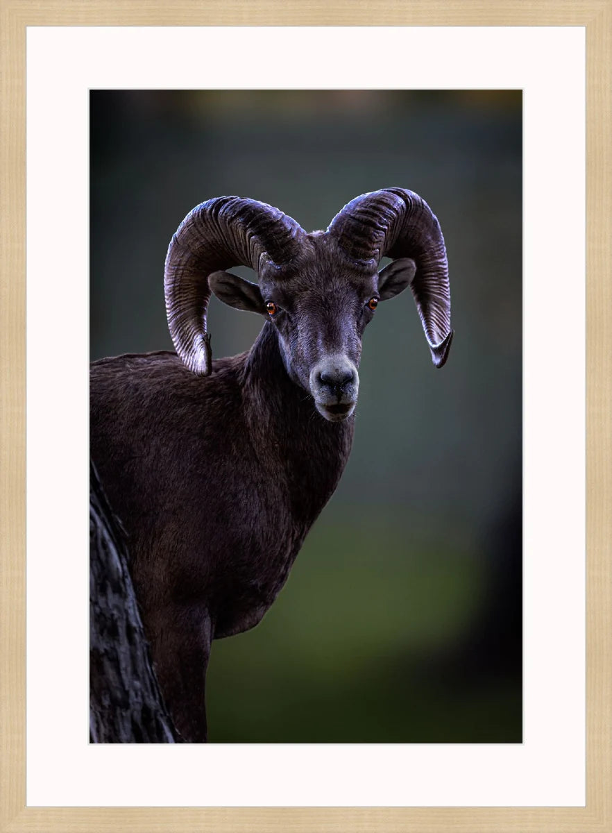 Ram