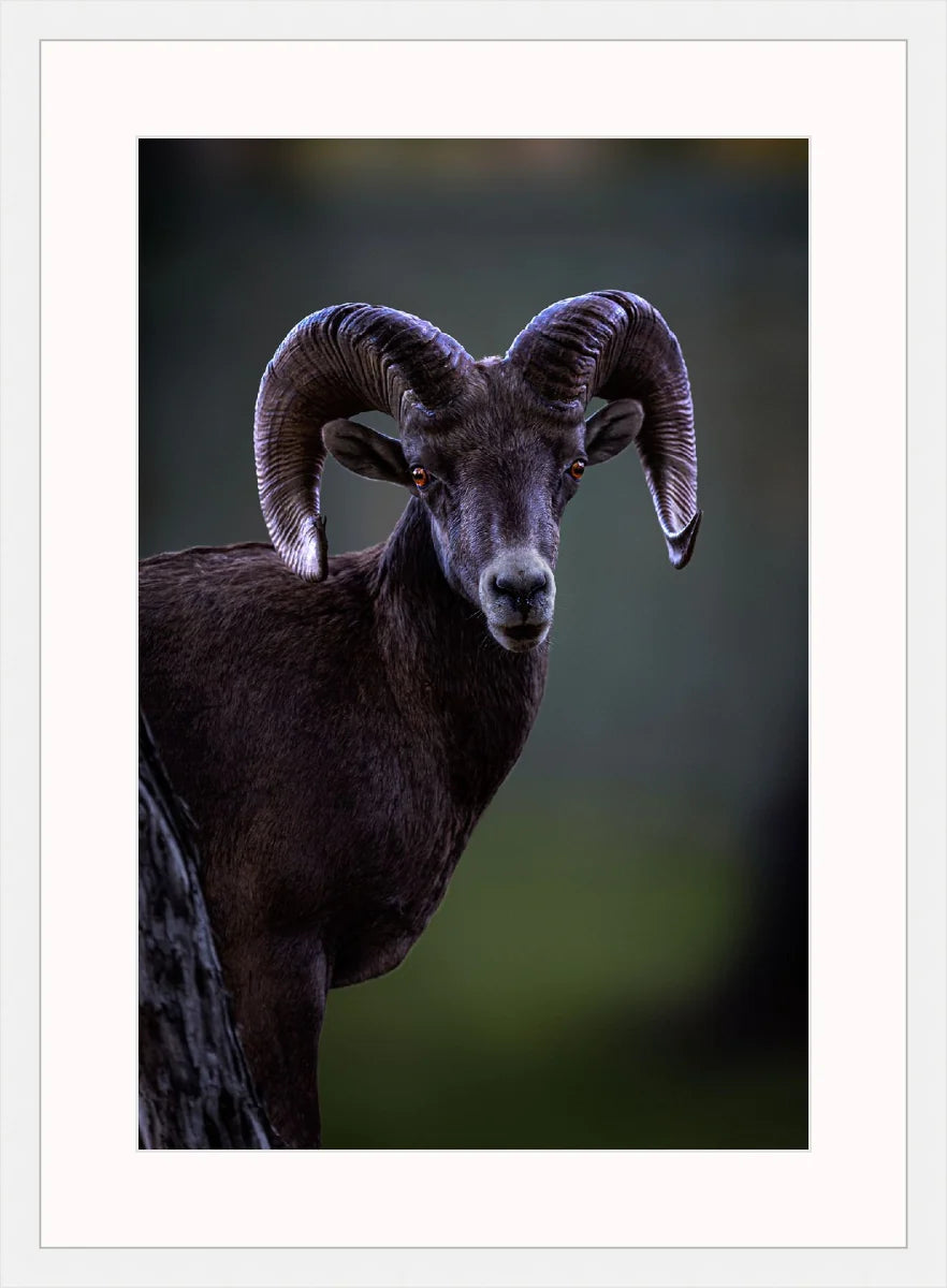Ram