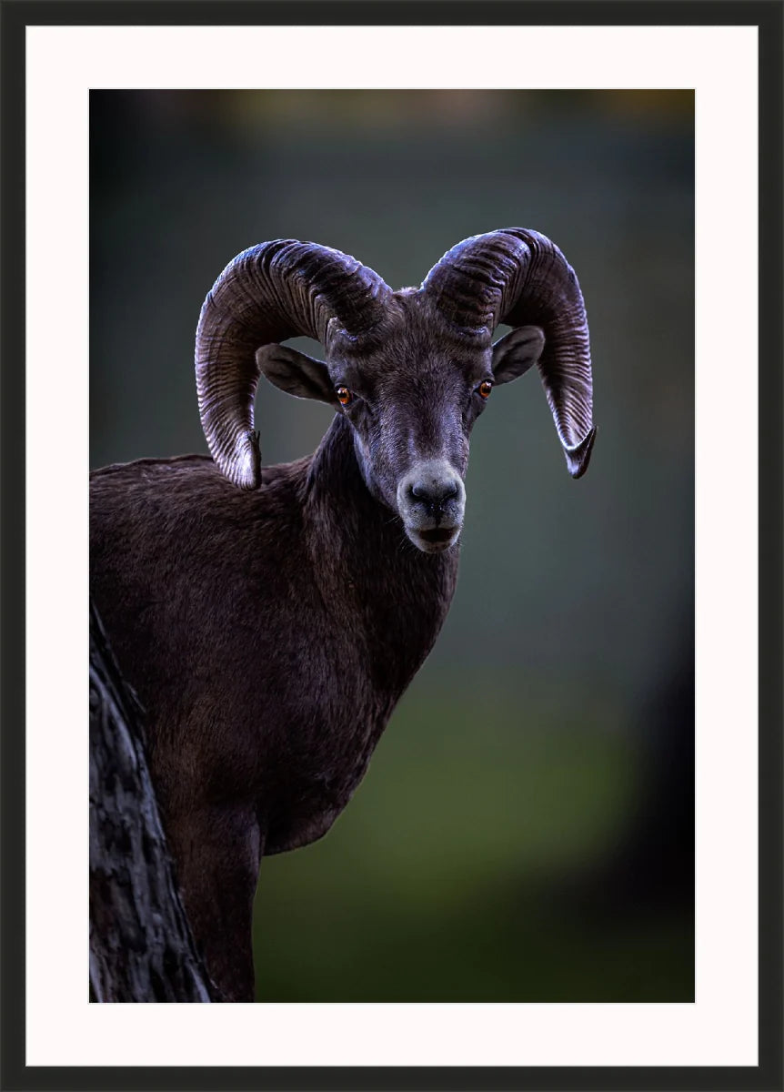 Ram