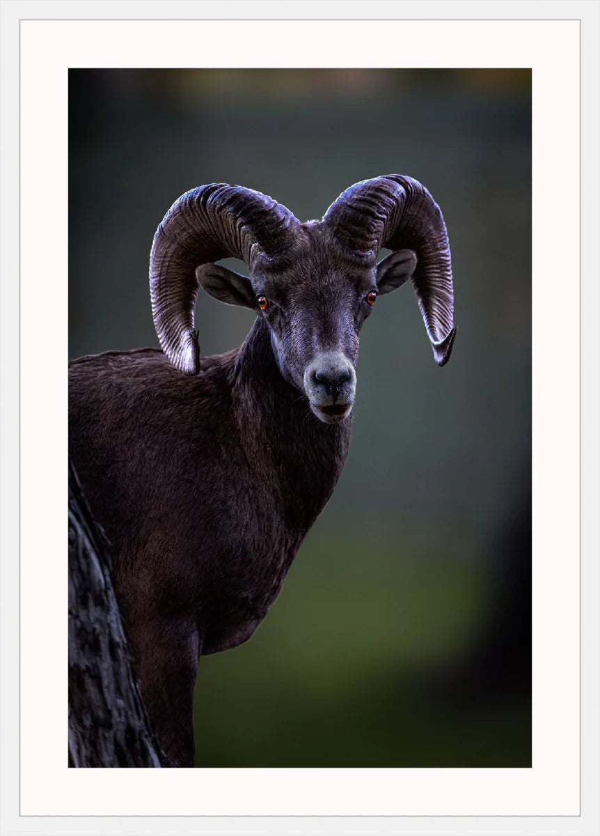 Ram