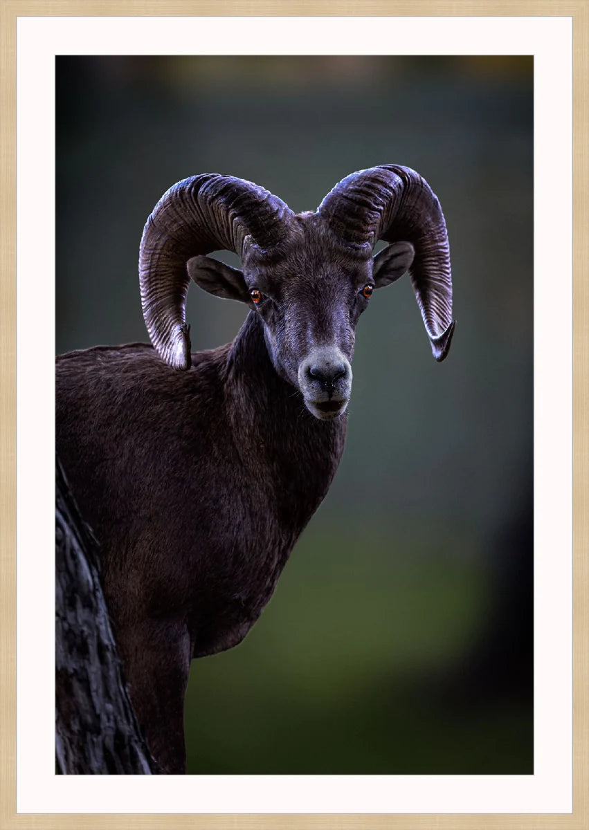 Ram
