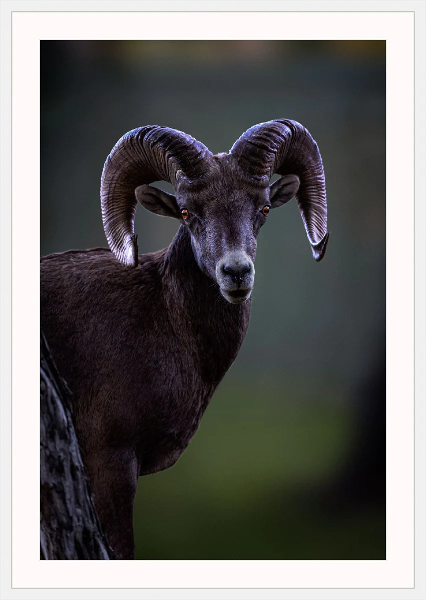 Ram