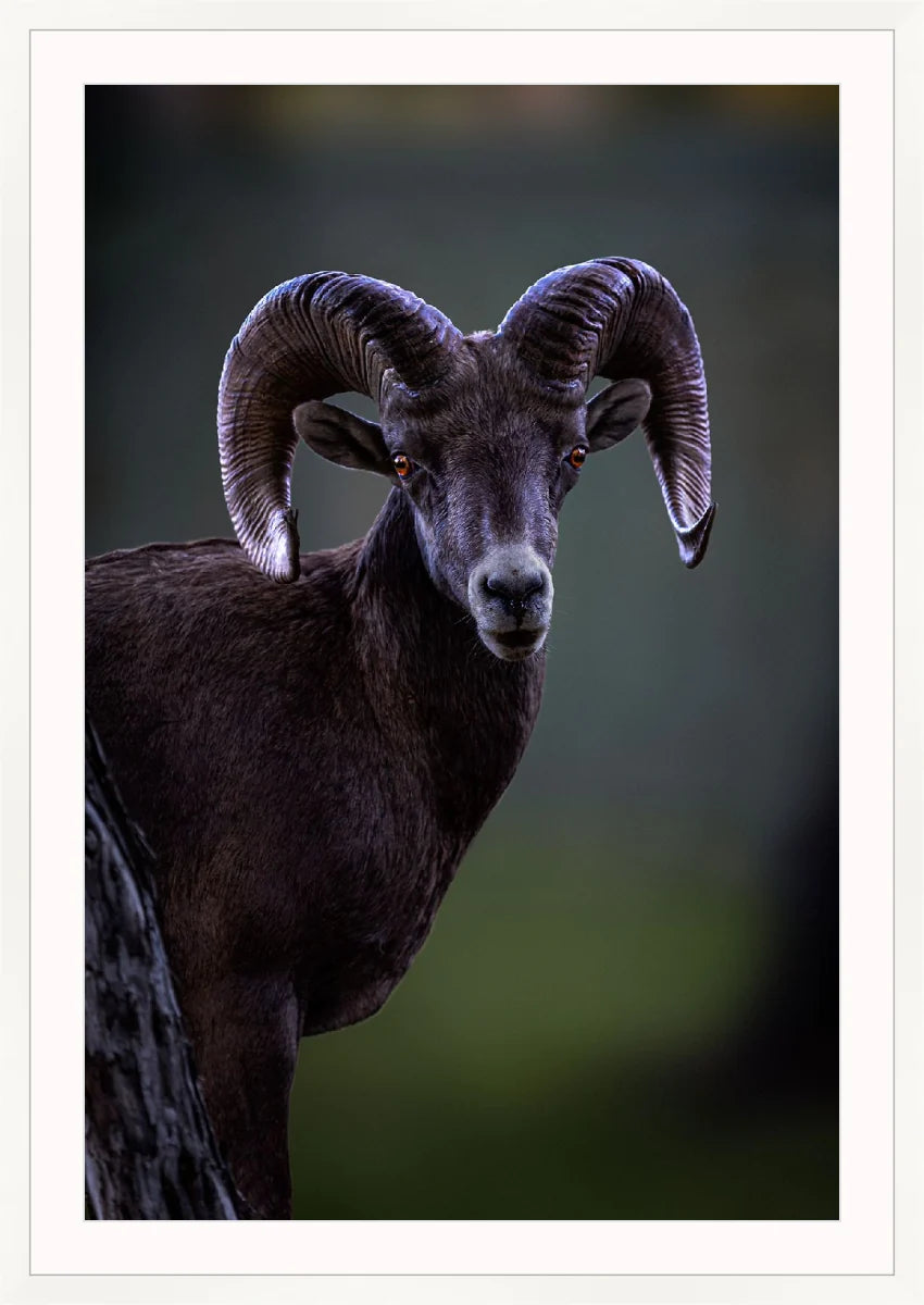 Ram