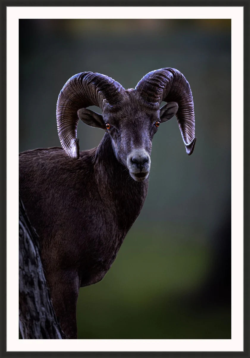 Ram
