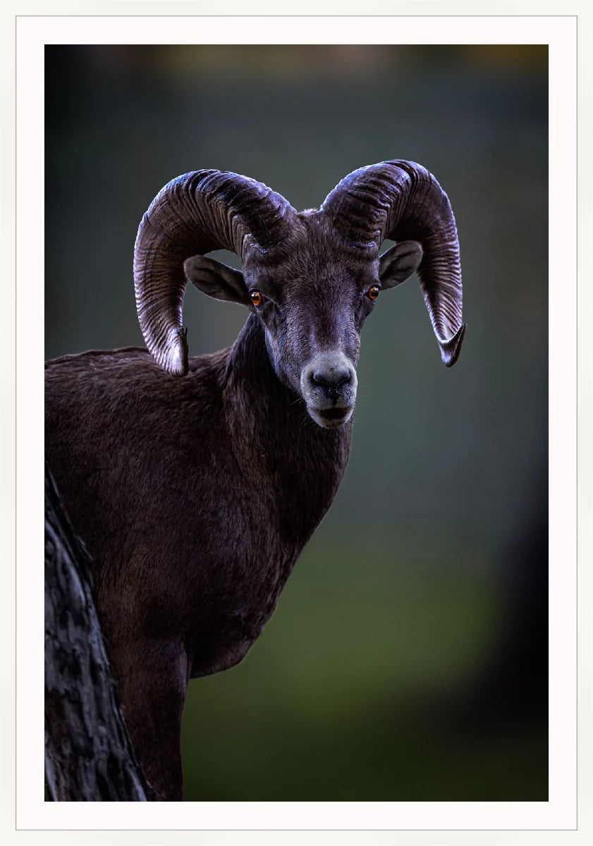Ram