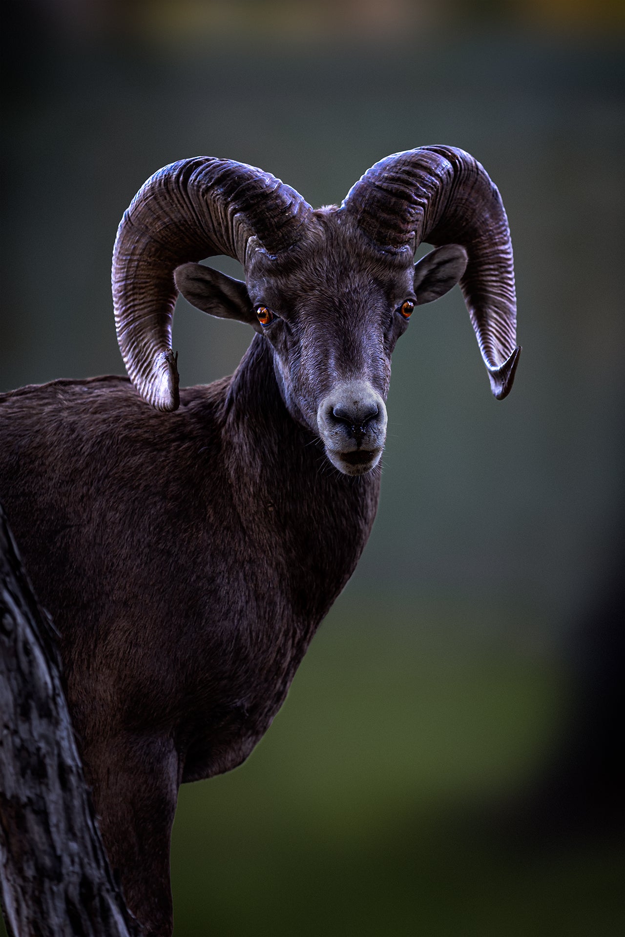 Ram