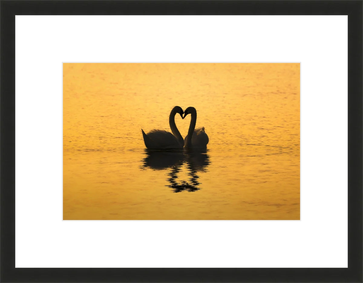 Swan Love
