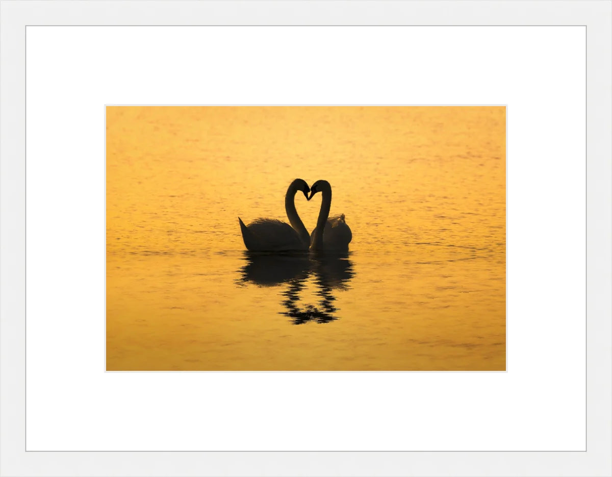 Swan Love