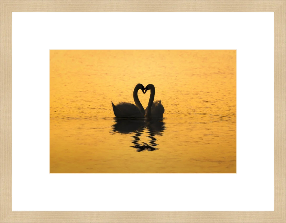 Swan Love