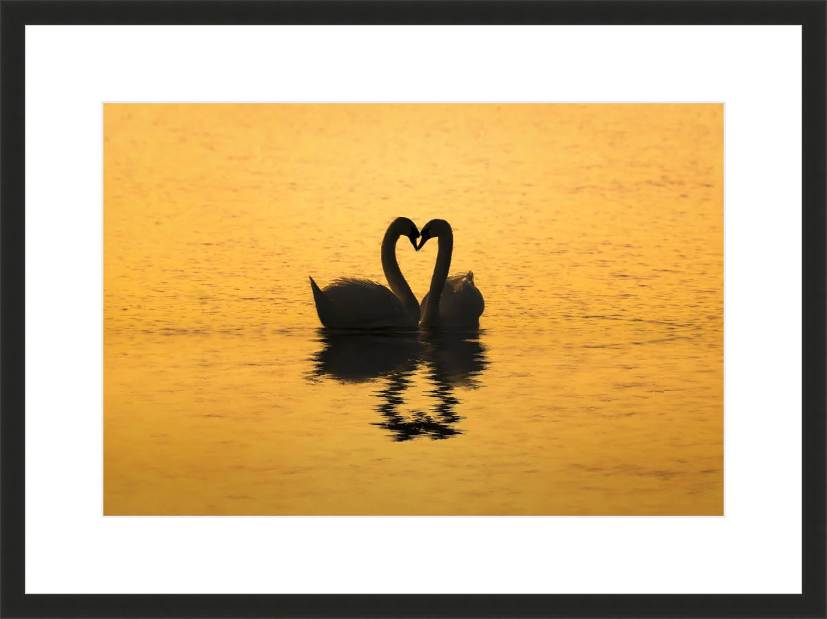 Swan Love