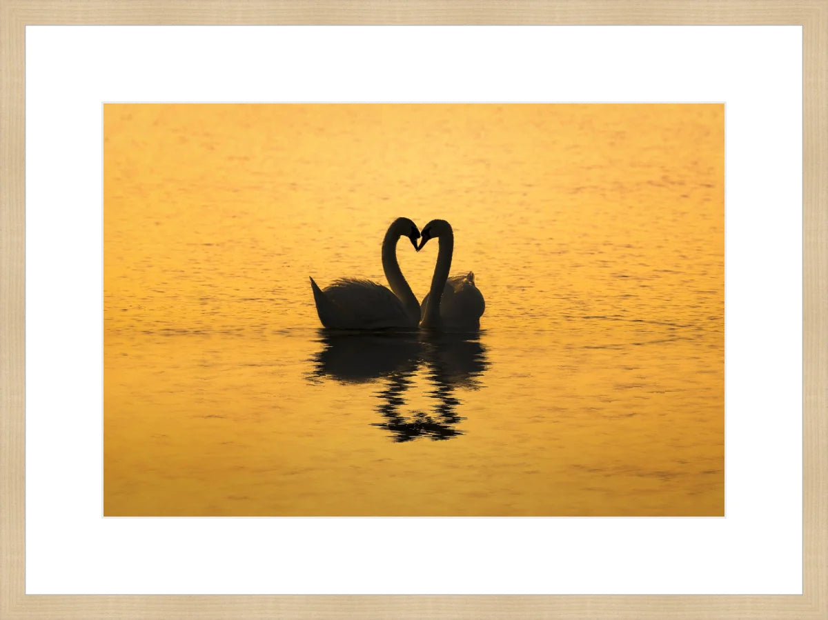 Swan Love