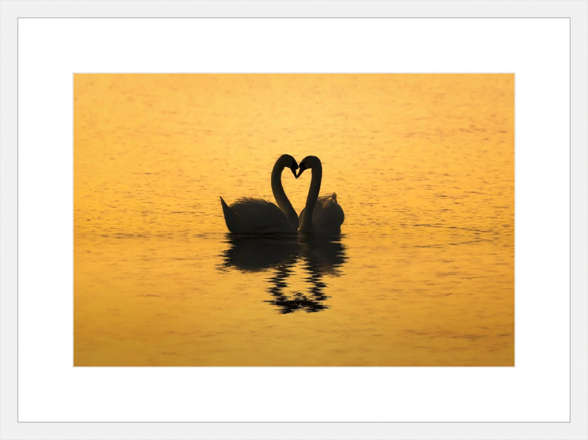 Swan Love