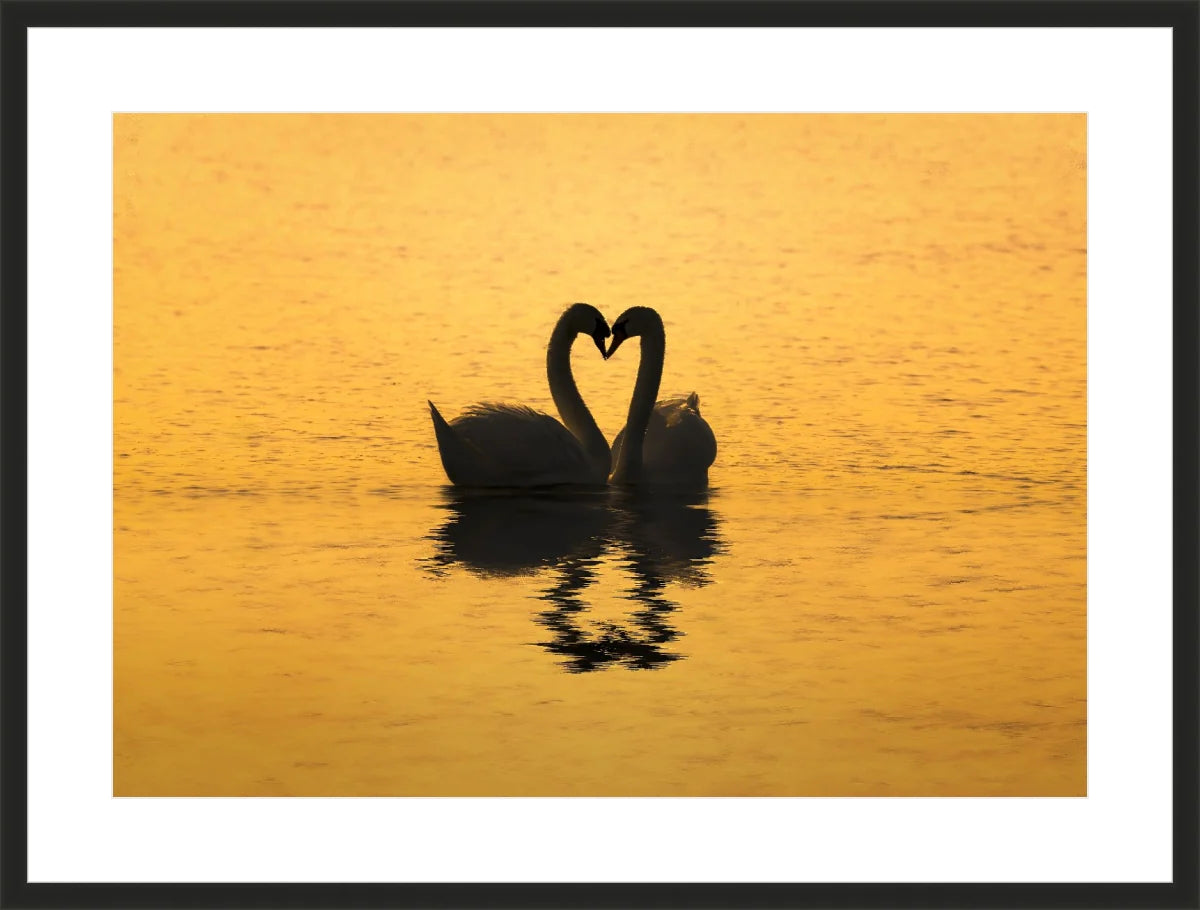 Swan Love