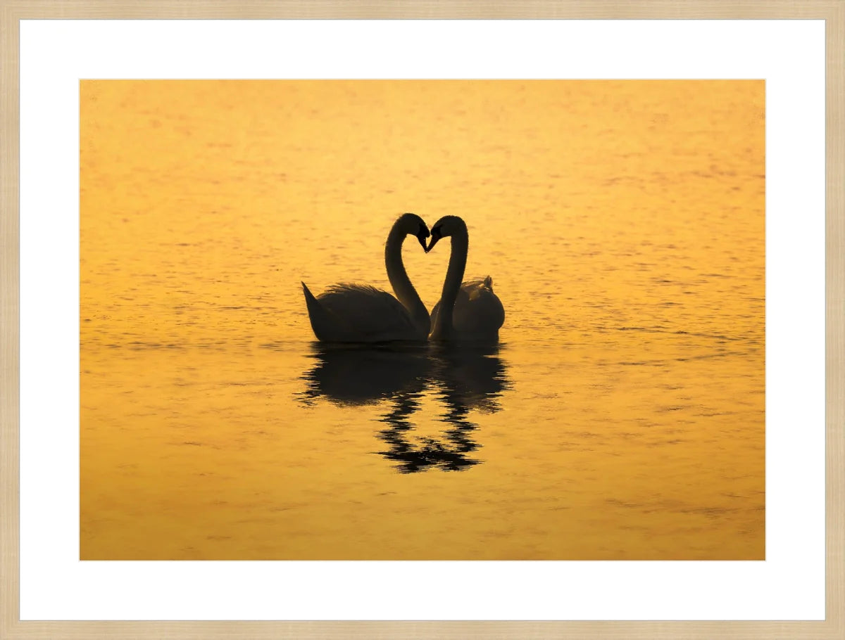 Swan Love