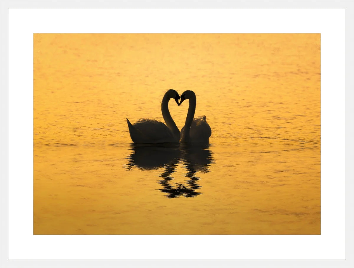 Swan Love