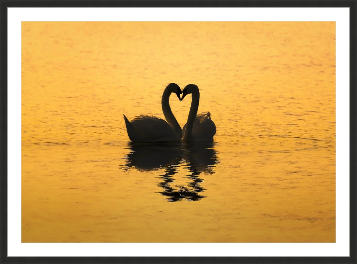 Swan Love