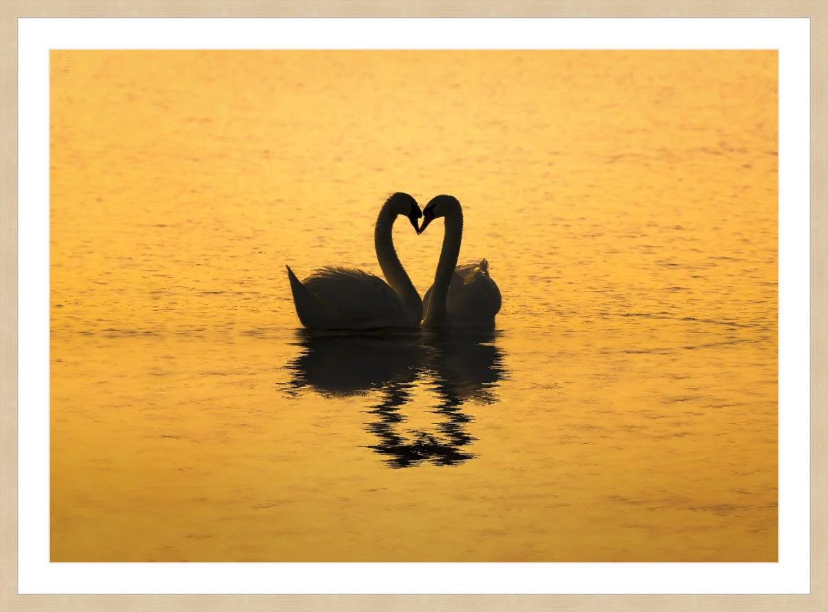 Swan Love