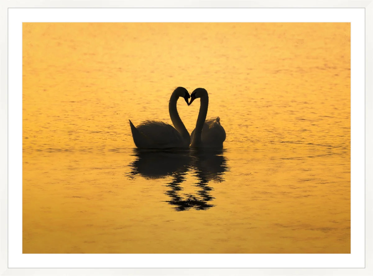Swan Love