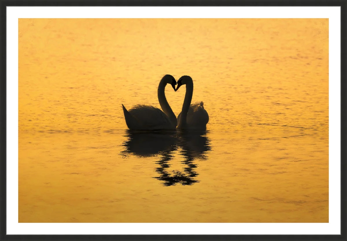Swan Love