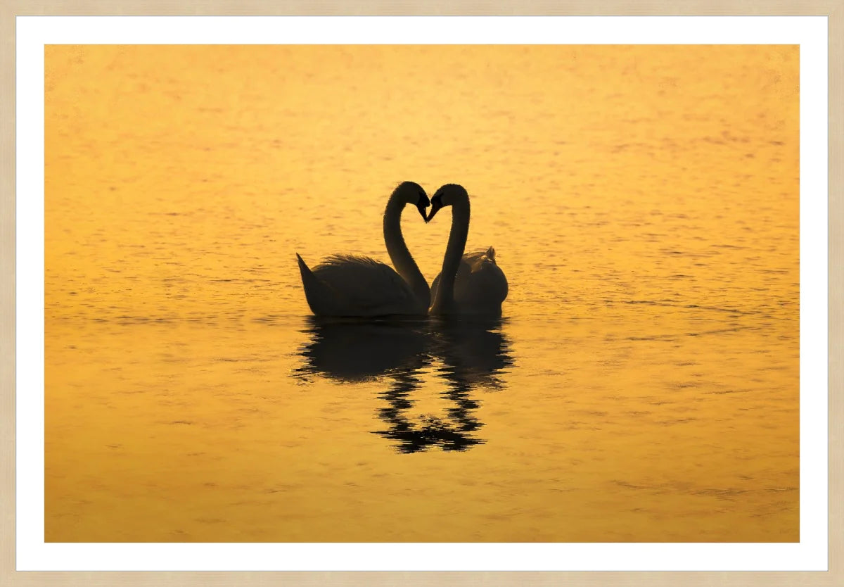 Swan Love