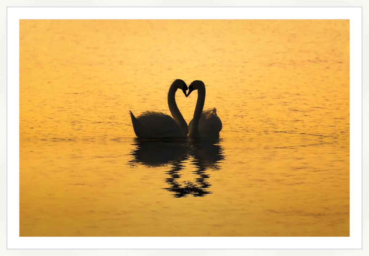 Swan Love
