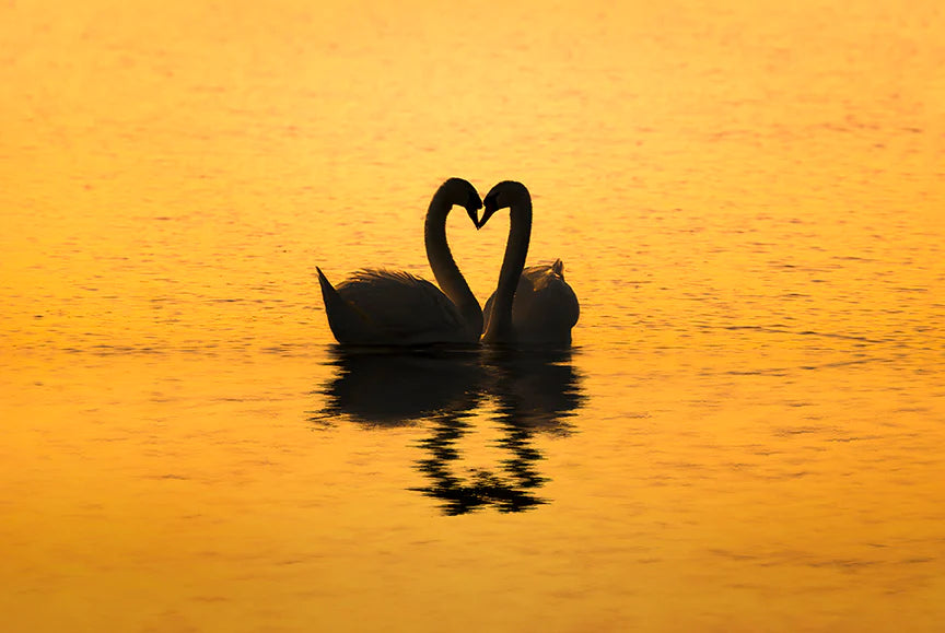 Swan Love