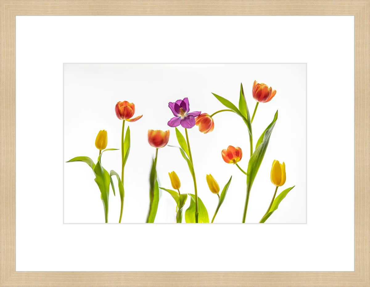 Tulip
