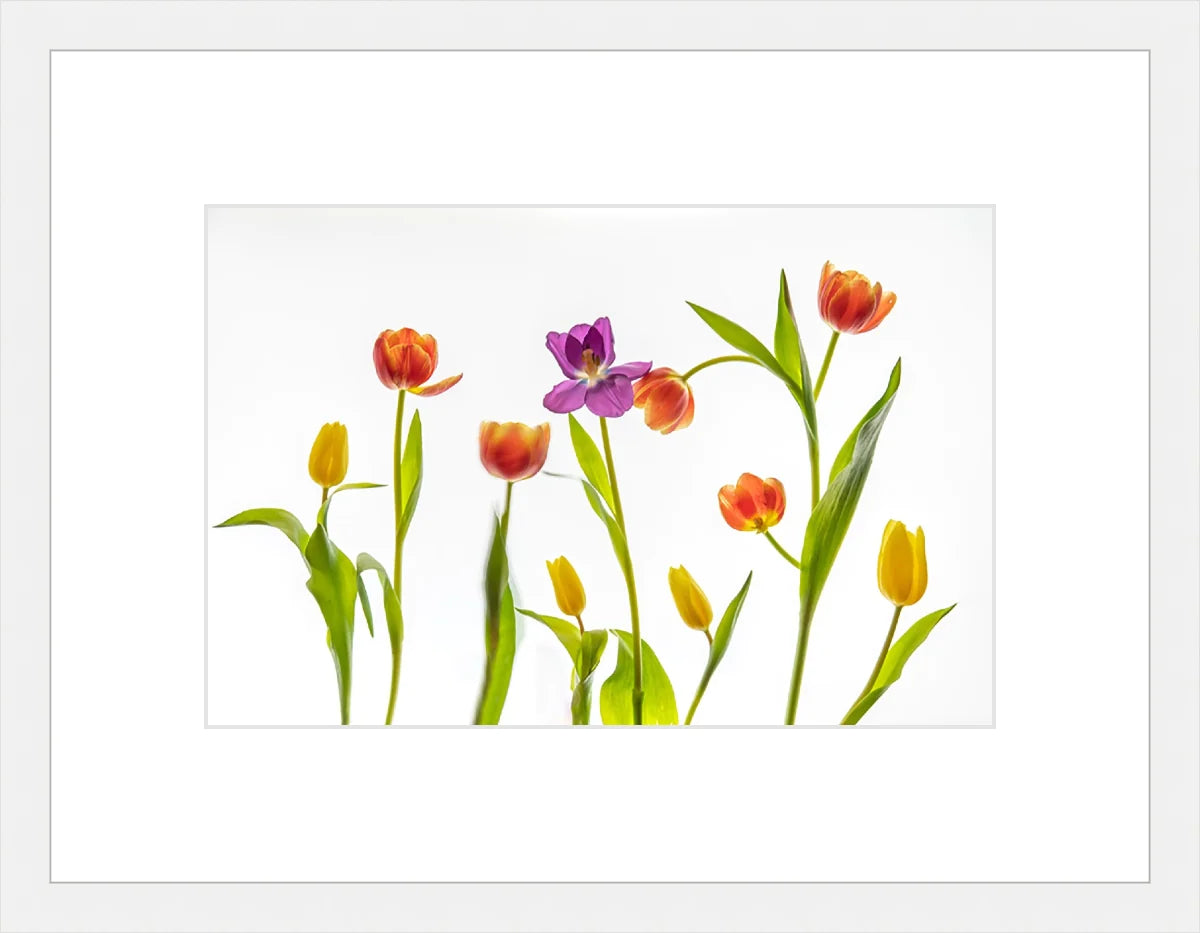 Tulip