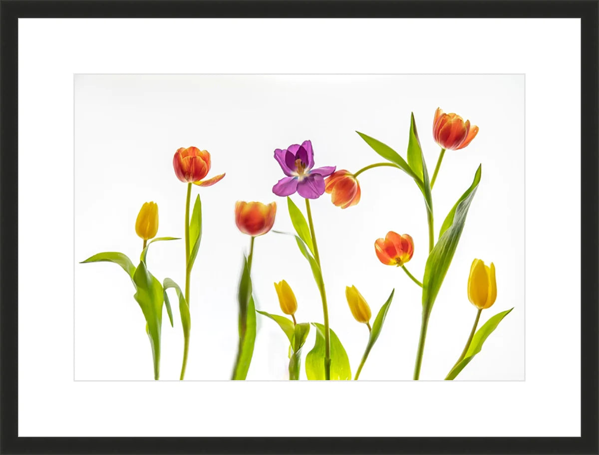 Tulip