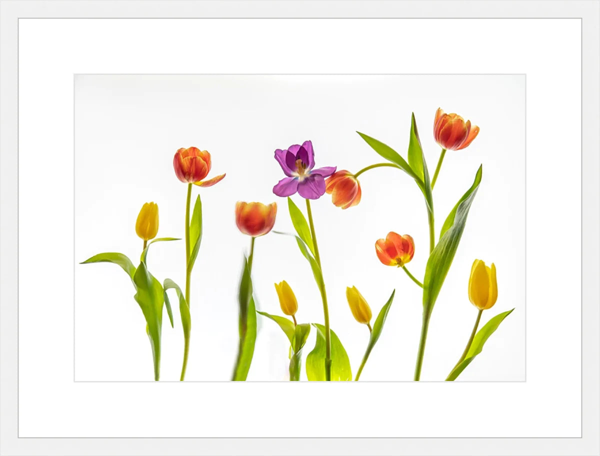 Tulip
