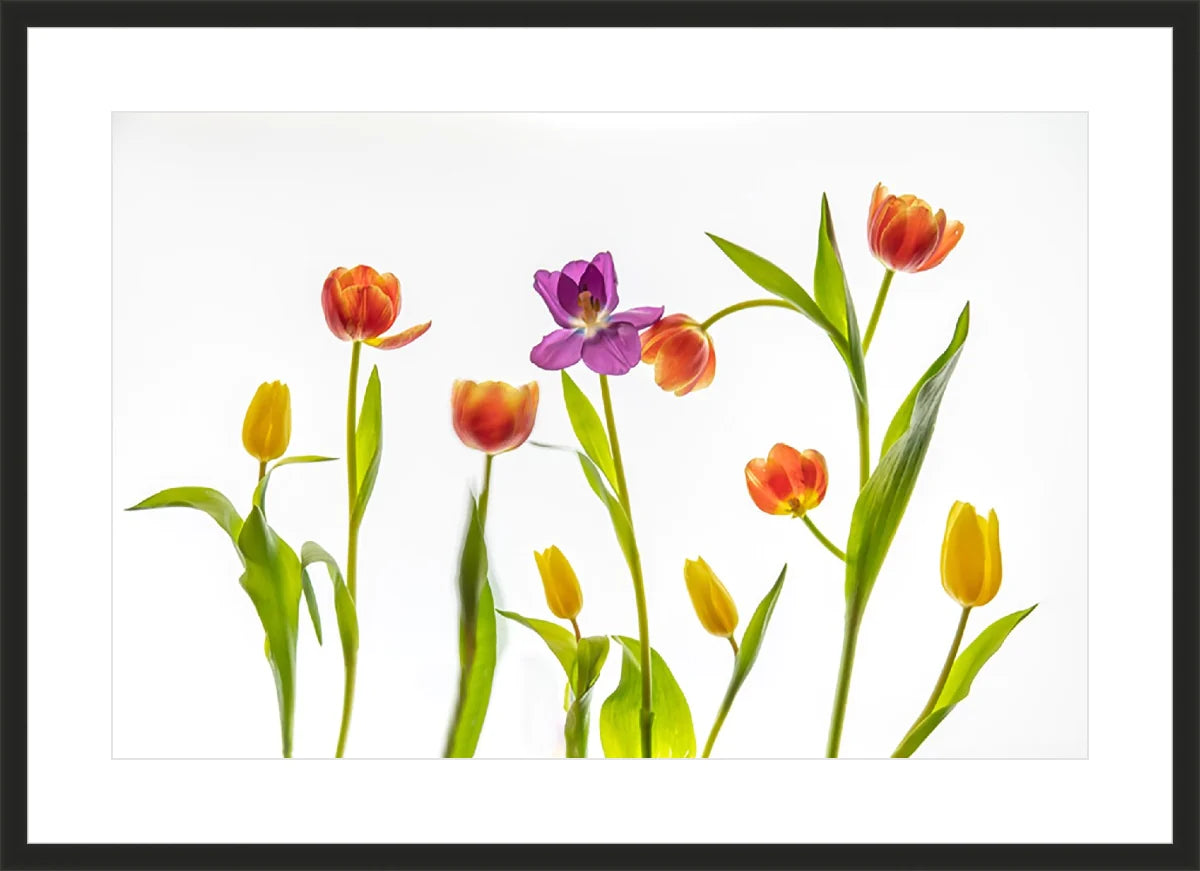 Tulip