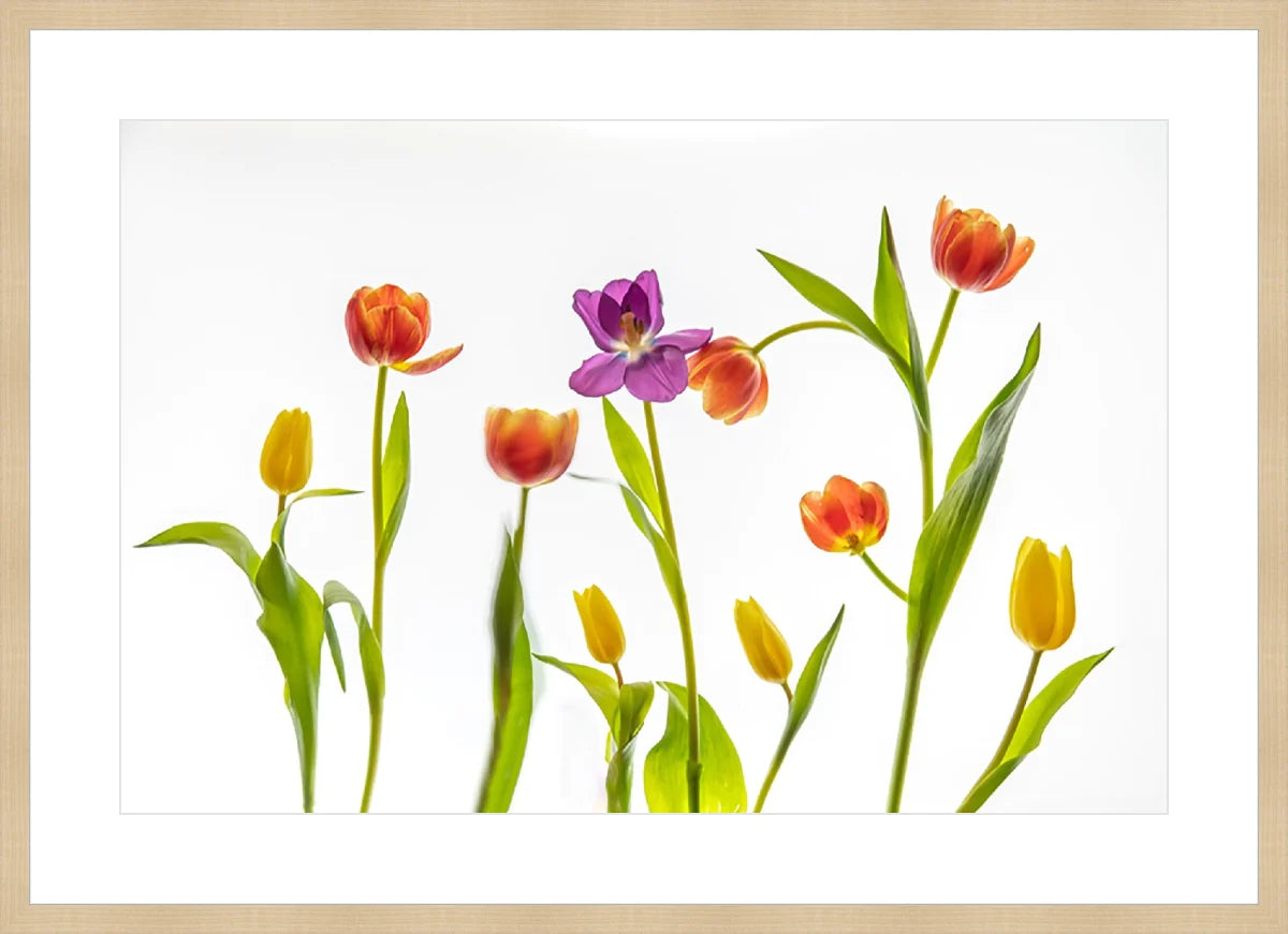Tulip