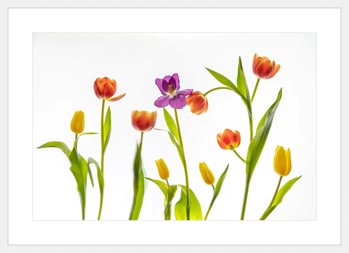 Tulip